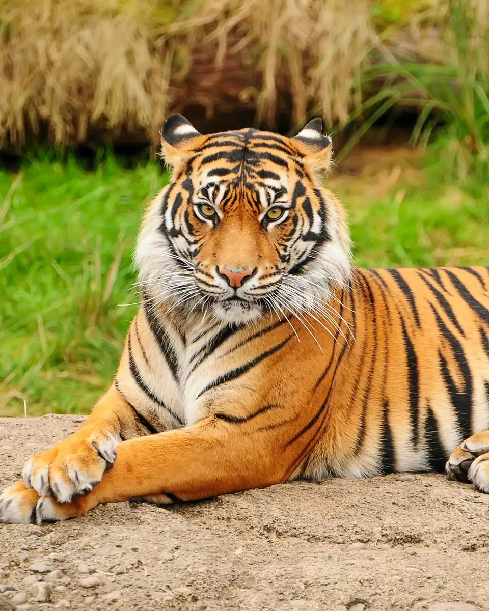 A tiger at Higashiyama Zoo and Botanical Gardens in Nagoya Japan