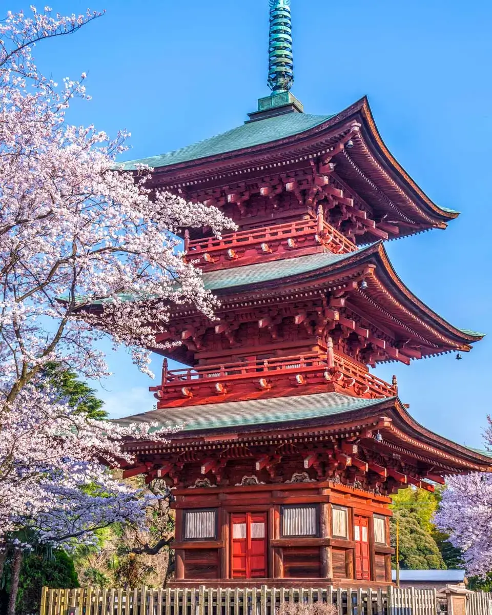 Cherry blossom at Sensoji temple in Tokyo, Japan