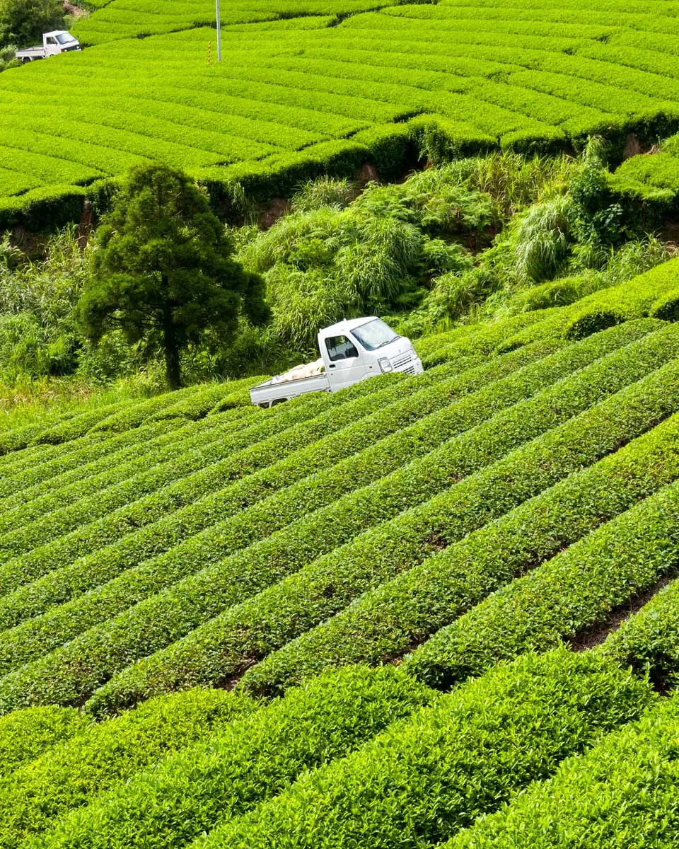 A green tea field seen near Shizuoka, Japan
