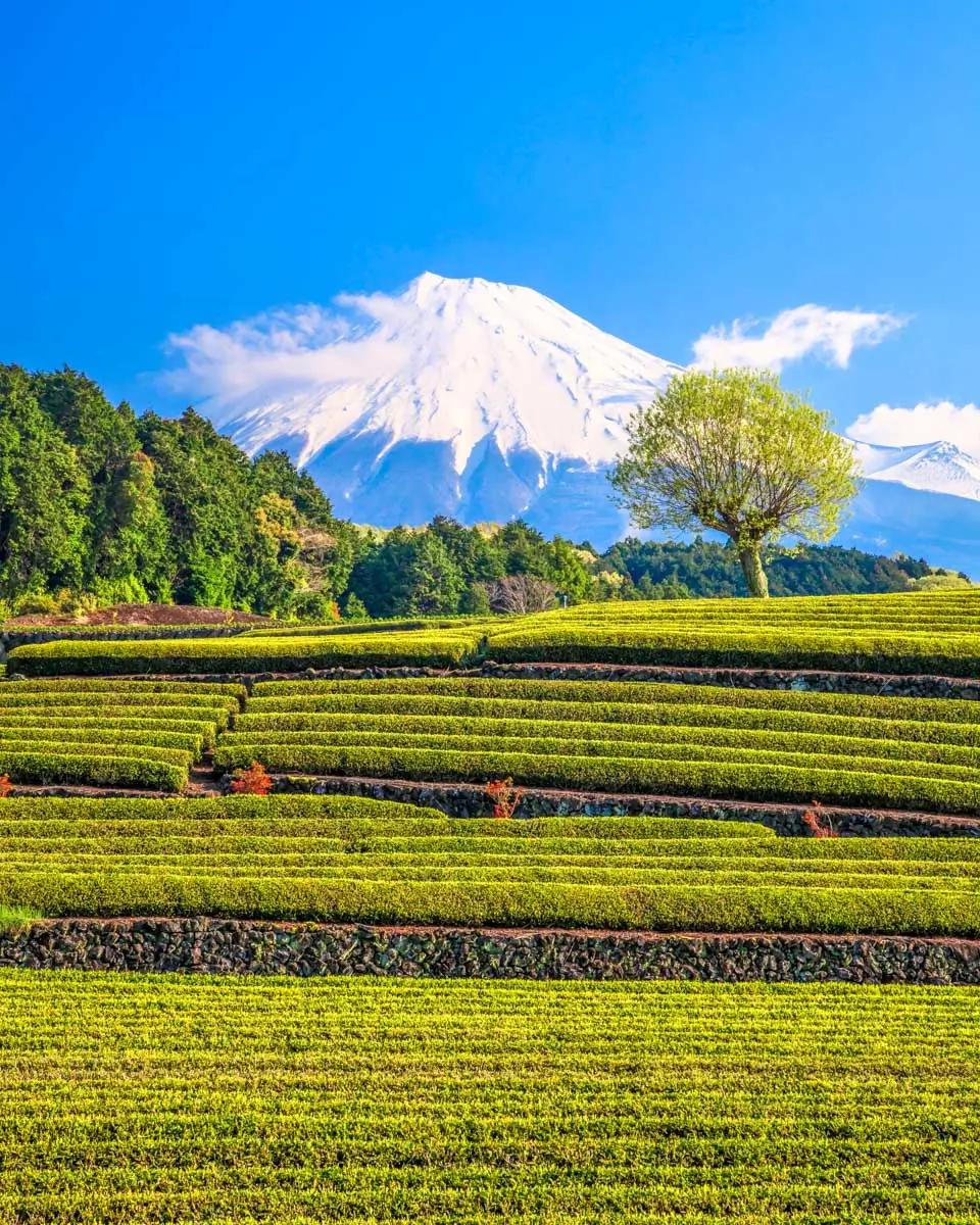 Green tea plantation in Shizuoka, Japan