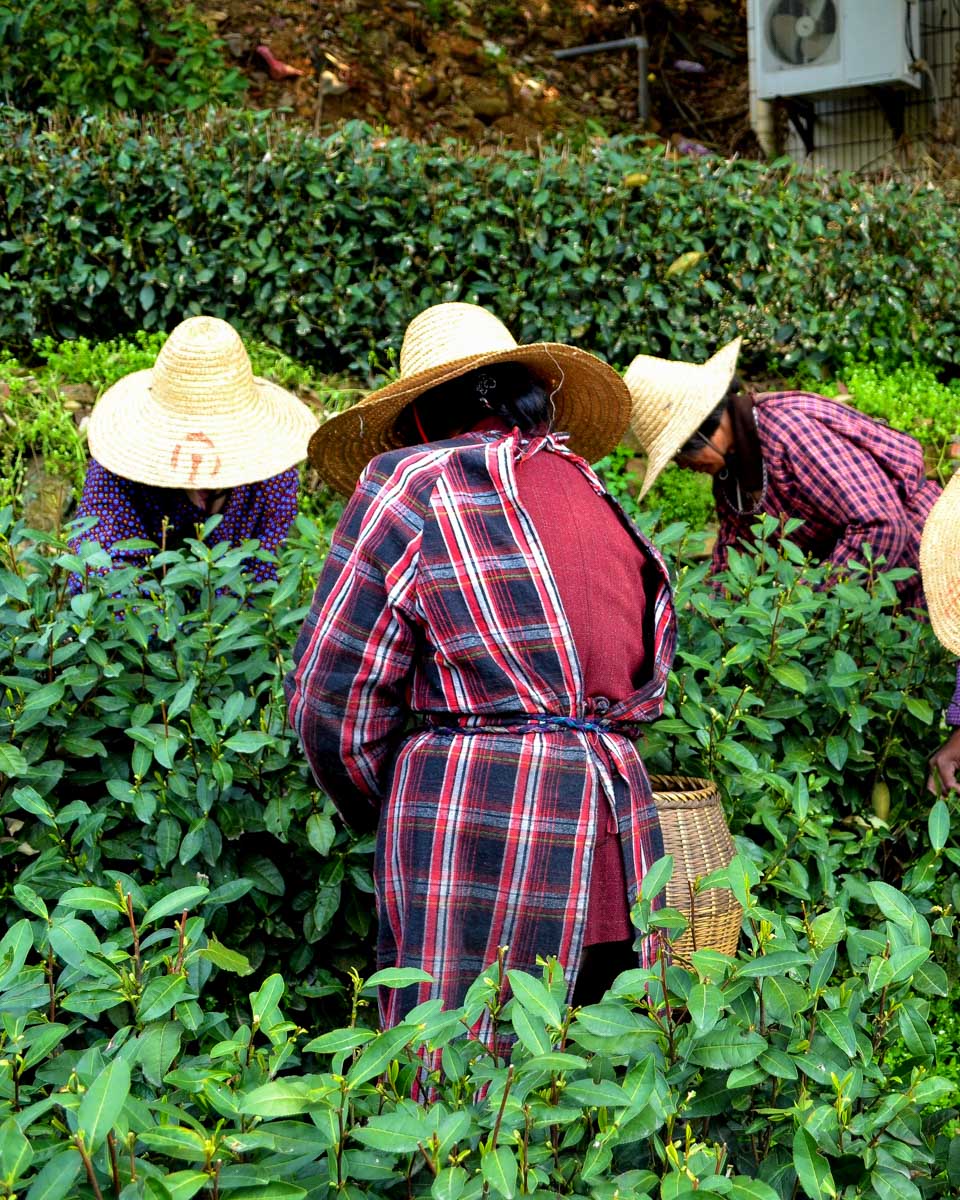 People work in a tea field seen on a tour from Shizuoka, Japan