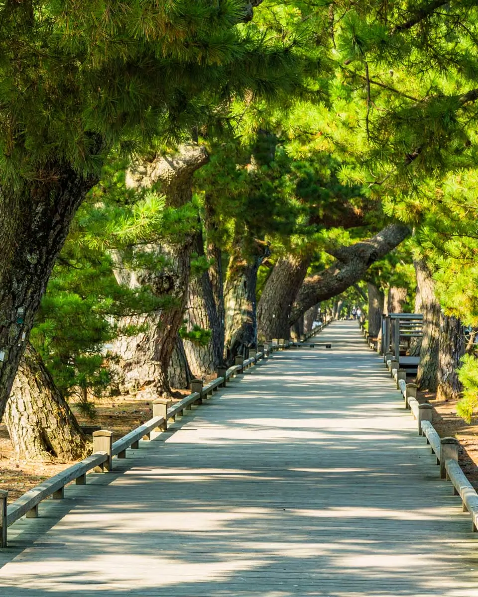 Pine trees at Miho no Matsubara in Shizuoka, Japan