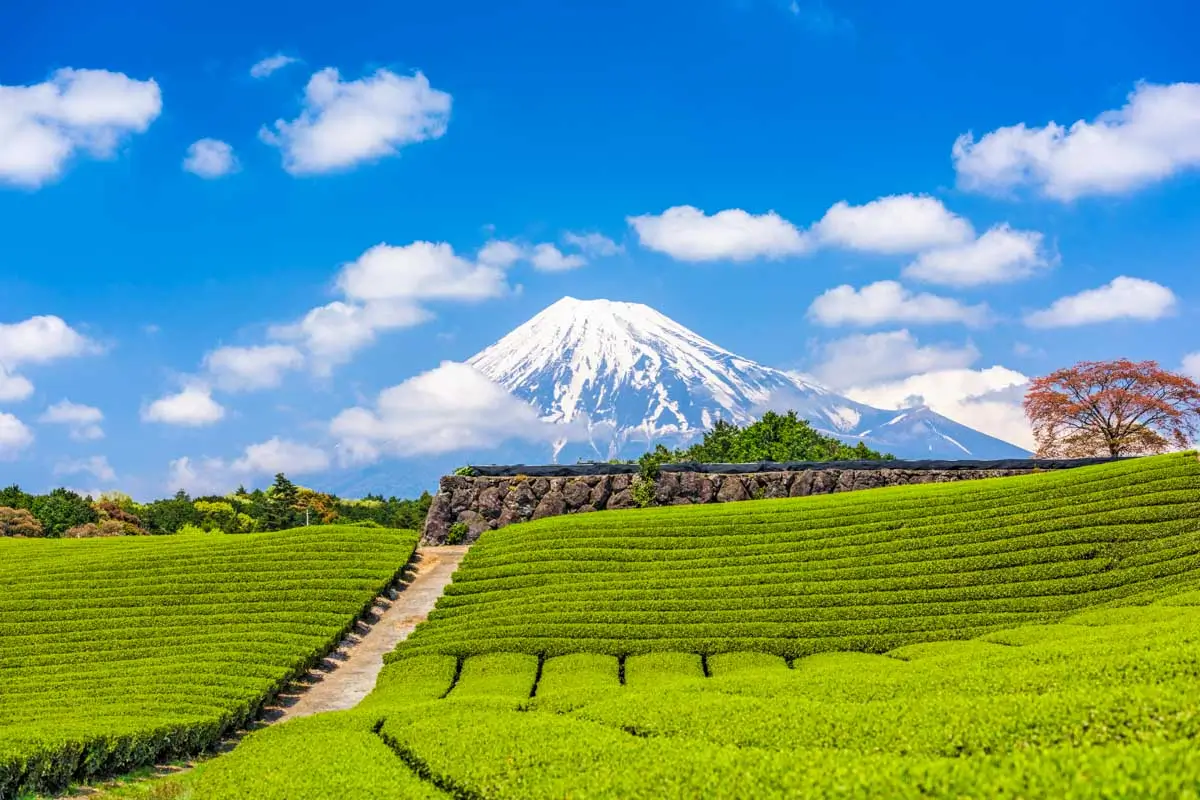 Tea fields and Mt Fuji in Shizuoka, Japan
